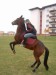 DSCF0236.JPG